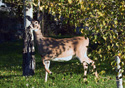 Odocoileus virginianus